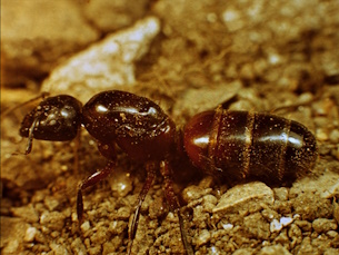 Le monde des fourmis